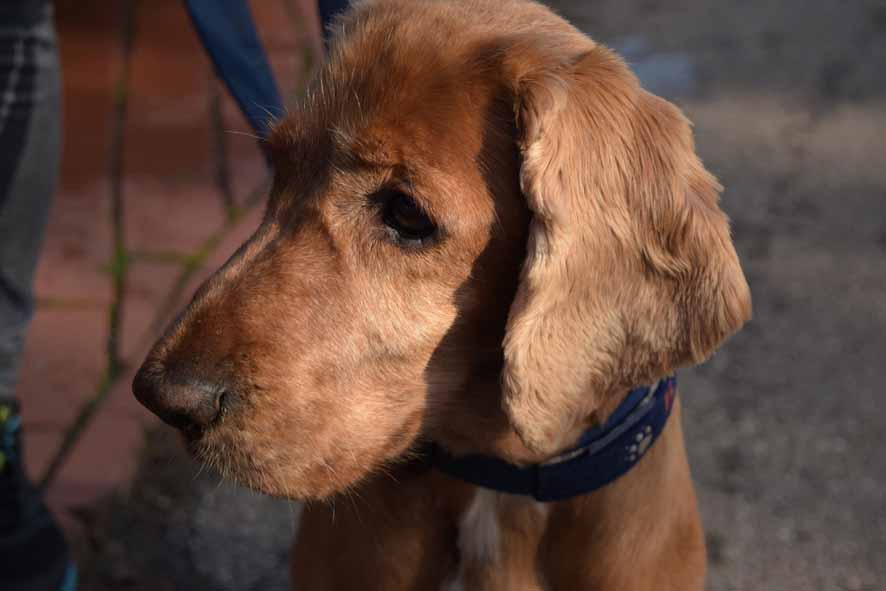 Klassenbester Odin.JPG (886 x 591)